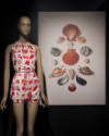 Fashioning Wonder exhibition installation view of the “Cataloguing Curiosity” section with a sh…