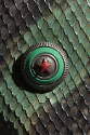 Detail view of green snakeskin jacket showing round silver and green button with red star at ce…