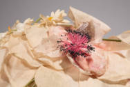 Detail view of light pink hat showing darker pink wild rose on top 